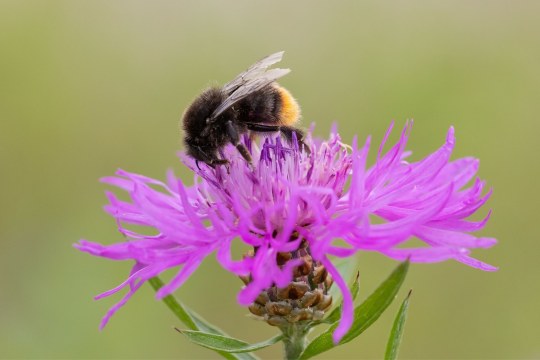 Steinhummel_auf_Skabionsen-Flockenblume | © Erich Obster