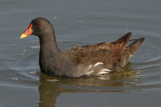 Teichhuhn schwimmt im Wasser | © Zdenek Tunka