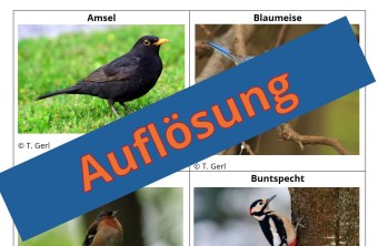 Vier Vogelbilder mit Amsel, Blaumeise und Buntspecht sind mit einem großen blauen "Auflösung"-Banner überlagert.