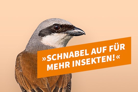 Wahlbild Neuntöter