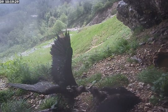 Vinzenz und Wiggerl | © Screenshot LBV Bartgeierwebcam