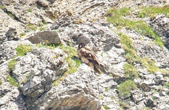 Vinzenz nach der erneuten Freilassung 2025 | © David Schuhwerk