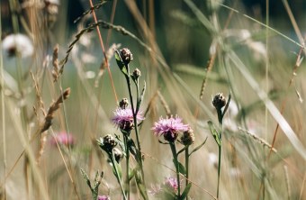 Ostallgäu | © Vispana Roy (Ostallgäu)