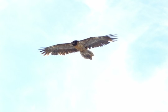 Unbekannter Wildvogel im Herbst 2025 |© Reiko Pollin