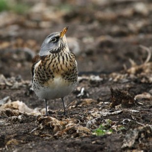 Wacholderdrossel auf dem Boden, sie schaut nach oben | © Carl-Peter Herbolzheimer