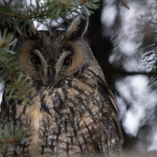 Waldohreule | © Alexander Honold