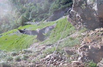 Wally fliegt aus LBV Bartgeierwebcam (1) | © LBV