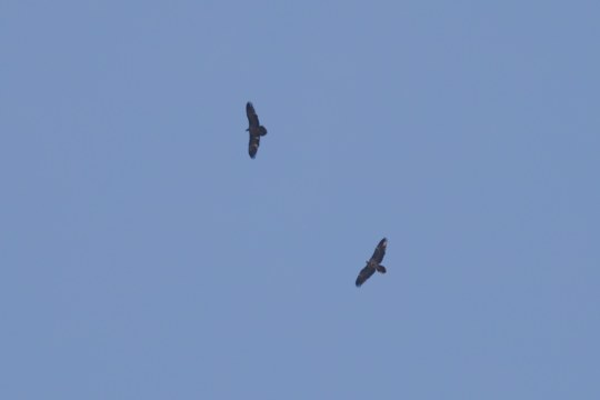 Jedes Foto ihrer Bartgeierbeobachtungen ist hilfreich | © David Schuhwerk LBV