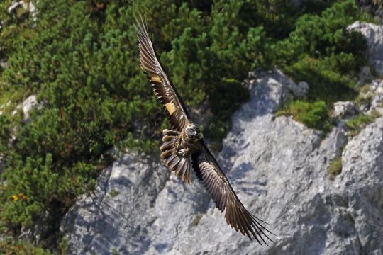 Wally | © Markus Leitner