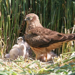 Wiesenweihe bewacht ihren Nachwuchs im Nest | © Zdenek Tunka