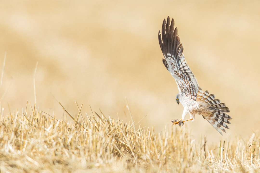 Wiesenweihe Männchen mit Beute überm Feld | © Stefan Deinzer