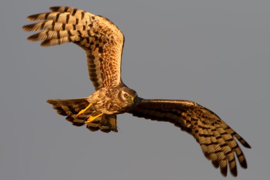 Wiesenweihe | © Glaessel Markus