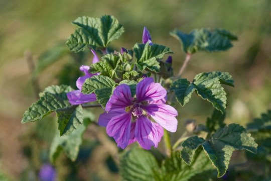 Wilde Malve | © Thomas Dürst