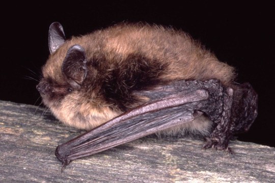 Wimperfledermaus | © Dr. Andreas Zahn