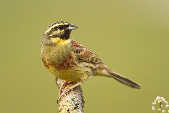 Zaunammer auf Ast | © Rosl Roessner