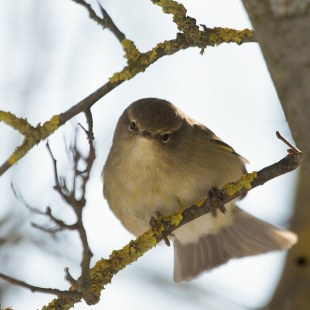 Zilpzalp | © Stephanie Rübenach