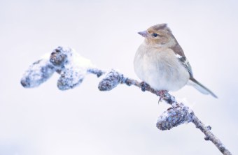Buchfink sitzt auf einem frostigen Ast | © Andreas Breuter