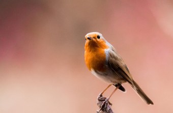 Rotkehlchen | © Matthias Schmidt