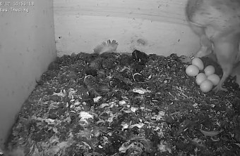 Screenshot der Schleiereule in Frankreich