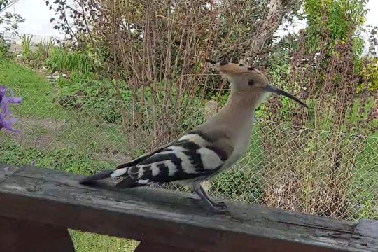 Wiedehopf auf dem Balkon | © Sarah Dach