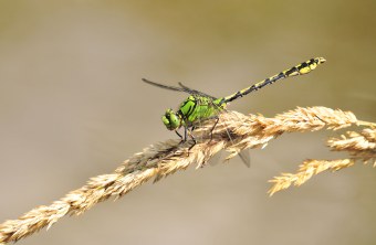 Grüne Keiljungfer | © Klaus Müller