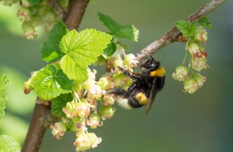 Erdhummel | © Oliver Wittig