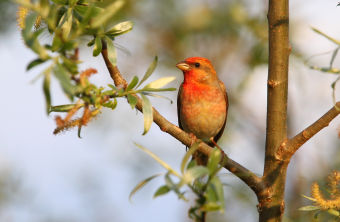 Karmingimpel sitzt auf Ast | © Dr. Christoph Moning