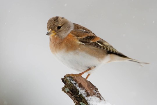 Bergfink | © Rosl Roessner