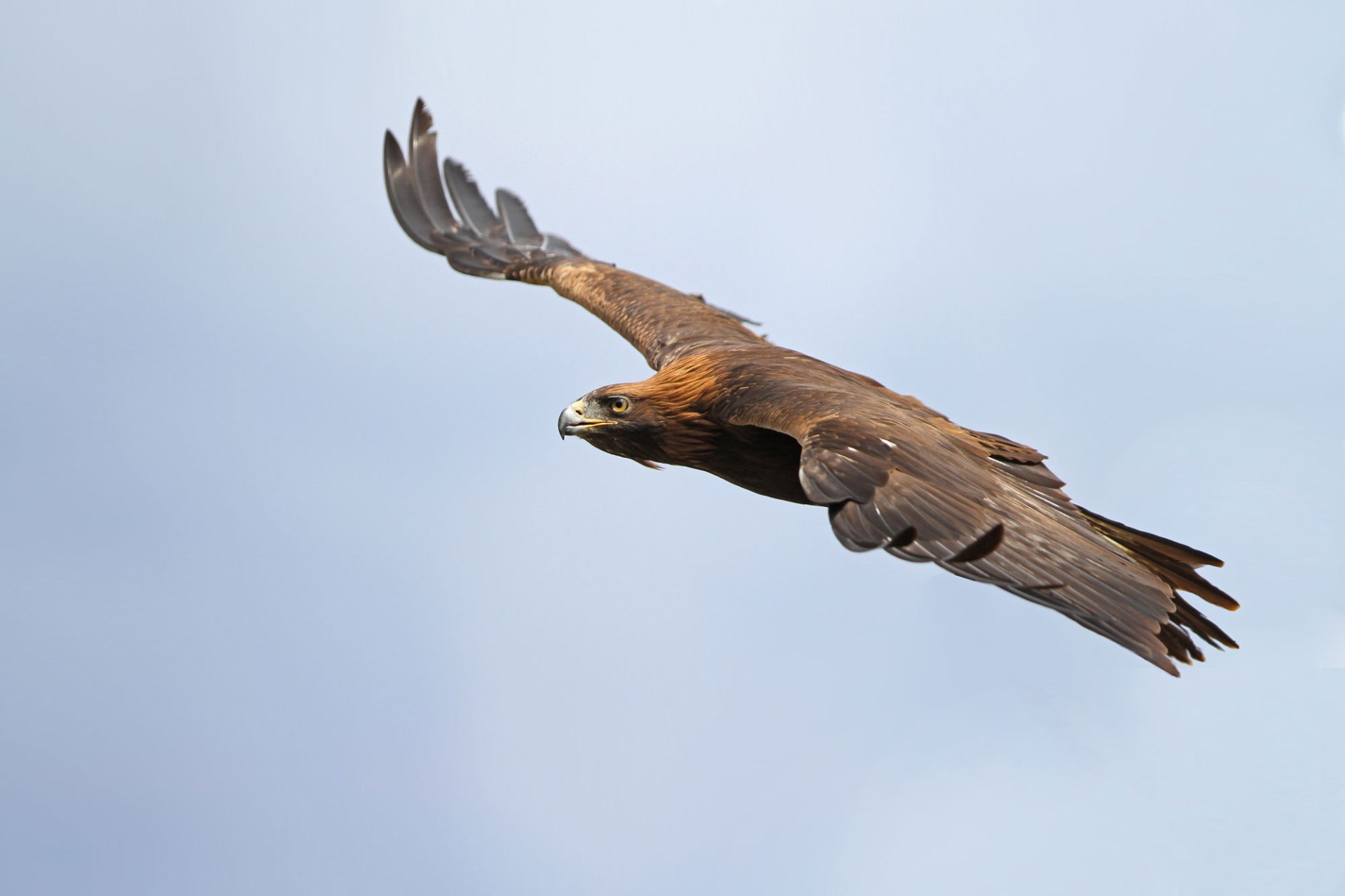 Steinadler im Flug | © Dr. Christoph Moning