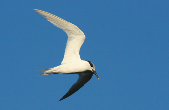 Fliegende Brandseeschwalbe | © Dr. Christoph Moning