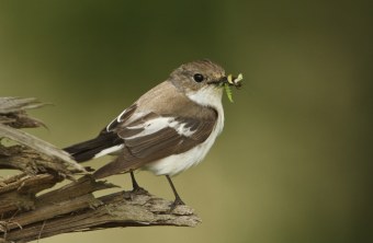 Trauerschnäpper mit Beute | © Rosl Rössner