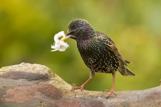 Ein Star mit einer Feder im Schnabel auf einem totem Baumstamm vor frühlingsgrünem Hintergrund | © Rosl Rössner