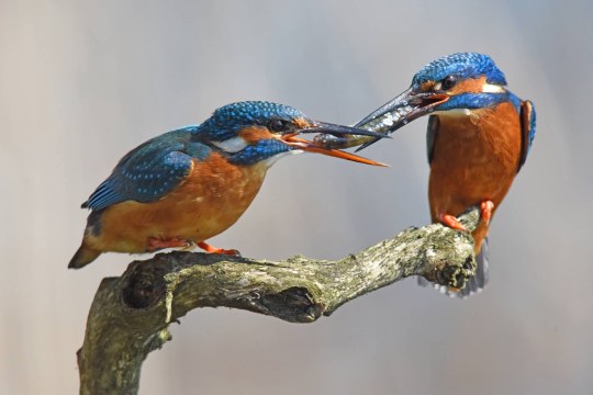 Zwei Eisvögel sitzen auf einem Ast mit einem Fisch im Schnabel | © Herbert Henderkes