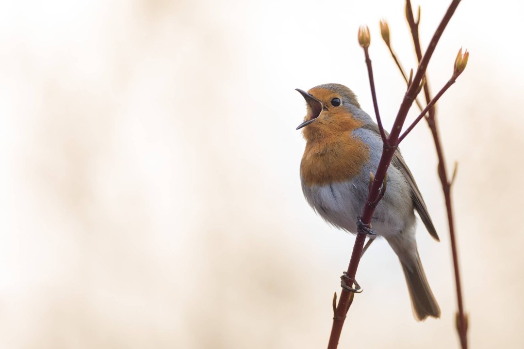 Rotkehlchen | © Erich Obster