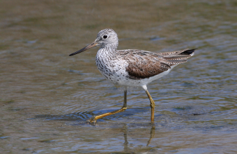 Grünschenkel watet im seichten Wasser | © Zdenek Tunka