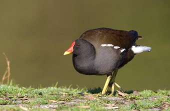 Teichhuhn | © Frank Derer