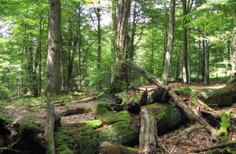 Spessart Naturschutzgebiet | Thomas Staab