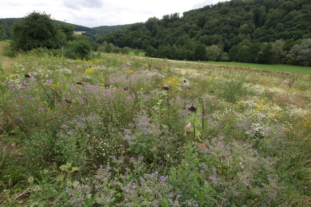 Ausgleichsflächen | © Oliver Wittig