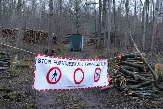 Abgeholzte Stämme hinter einer Absperrung | © Rudolf Wittmann