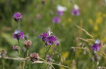 Bamberg | © Alexandra Klemisch (Bamberg)