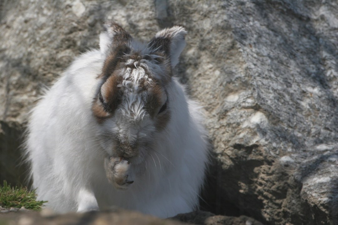 Alpenschneehase | © Hans-Joachim Fünfstück