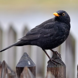 Amsel | © Wolfgang Bock