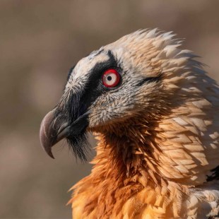 Bartgeier Nahansicht | © Hansruedi Weyrich