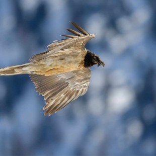 Junger Bartgeier im Flug | © Hansruedi Weyrich