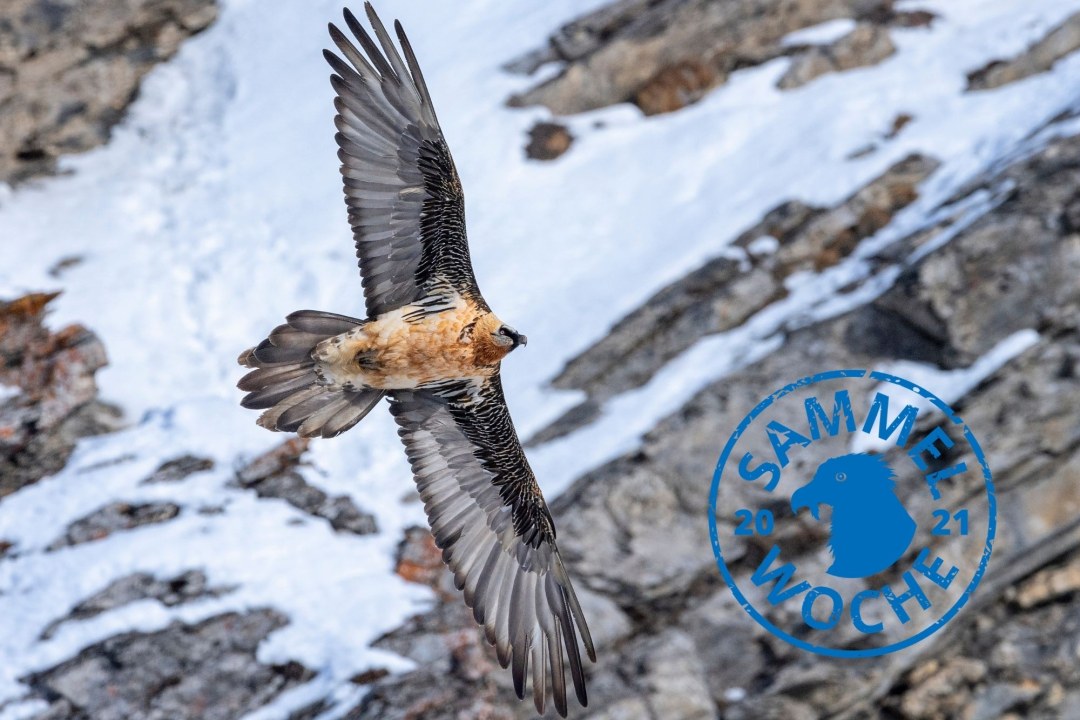 Bartgeier | © Hansruedi Weyrich