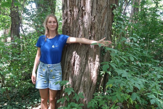 Eine Person misst den Baumdurchmesser, dieser ist kleiner als 70 cm | © LBV