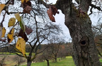 Eine Baumhöhle im Mistelgau, gefördert vom LBV, um die Natur und Vogelarten zu schützen  | © Leonie Gloss