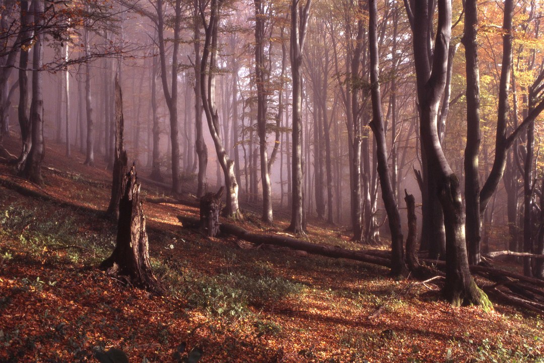 Bergwald in der Rhön | © Dr. Eberhard Pfeuffer