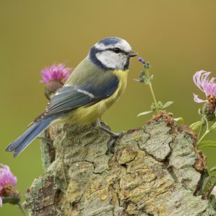 Blaumeise | © Rosl Rössner