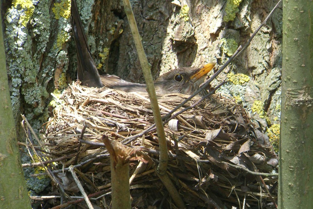 Brütende Amsel | © Richard Fischer